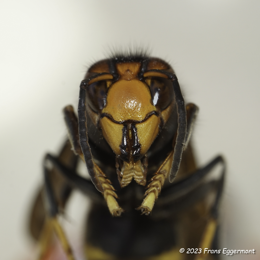 Aziatische hoornaar in close-up. #waregem #aziatischehoornaar #asianhornet #gezocht #wanted @natuurenbos