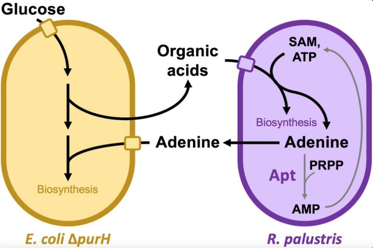 sheff_olivia's tweet photo. When R. pal meets E. coli... the rest is history.
Expanding from discovery to characterization of unexpected Adenine cross-feeding. Great Story! 
https://t.co/FBb2HKNNo8 https://t.co/Y4xg1m5Jzu