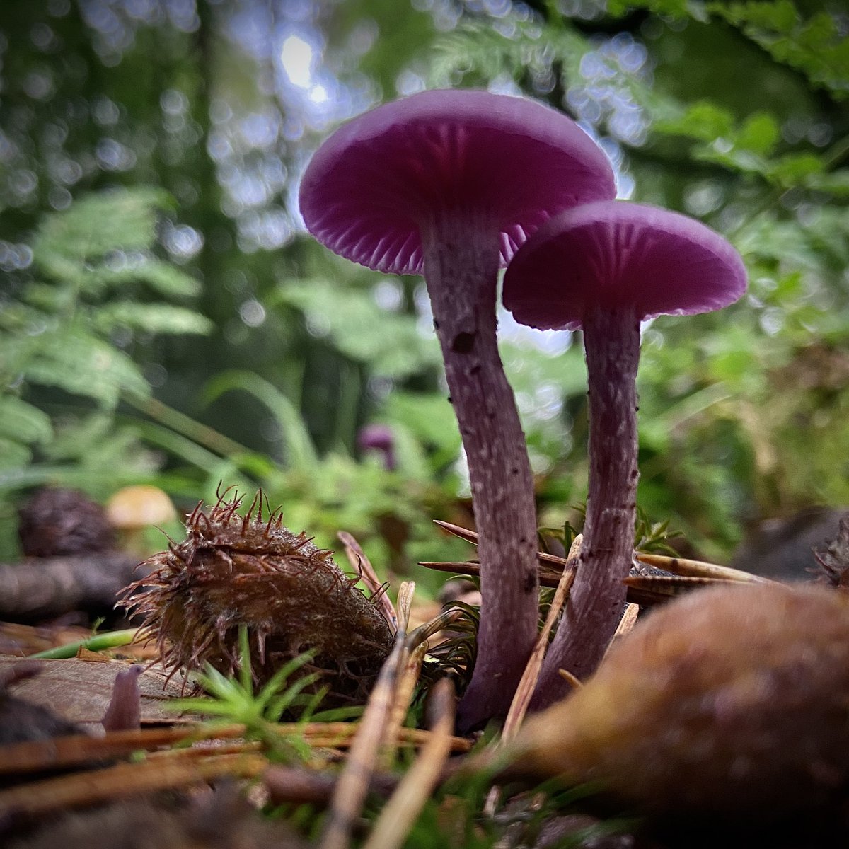 The Amethyst Deceivers are back. Thank you, rain. 💜 Laccaria amethystina