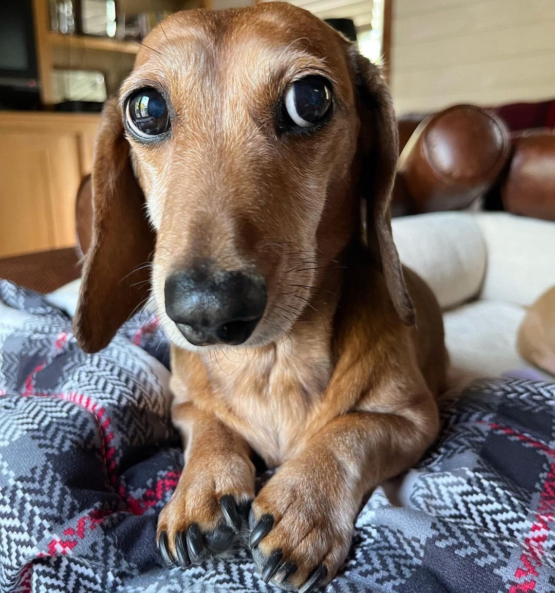 Dachshund Lovers tweet media