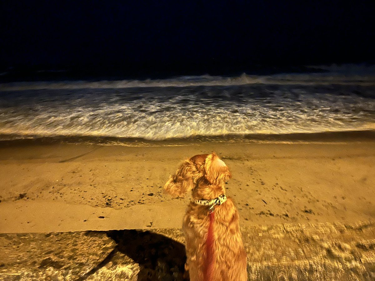 digib's tweet photo. #StormBabet #Stormdog https://t.co/pJBgxRzXwT