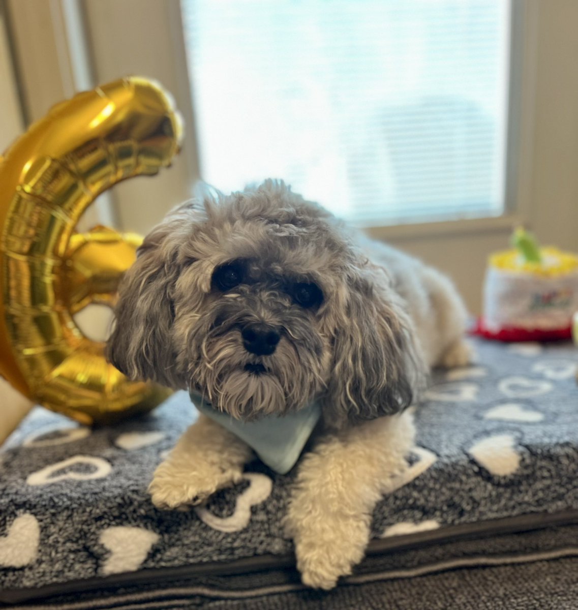 Olaf_LittleMan's tweet photo. October Countdown for 18th, 19th and today October 20th! Throwback to my Birthday Photo Shoot! This is just last year, I a big boy 6 years old almost 7! #October18th #October19th #October20th #HappyFriday #OctoberCountdown #FNAFMovie https://t.co/q6Wuw50IVe