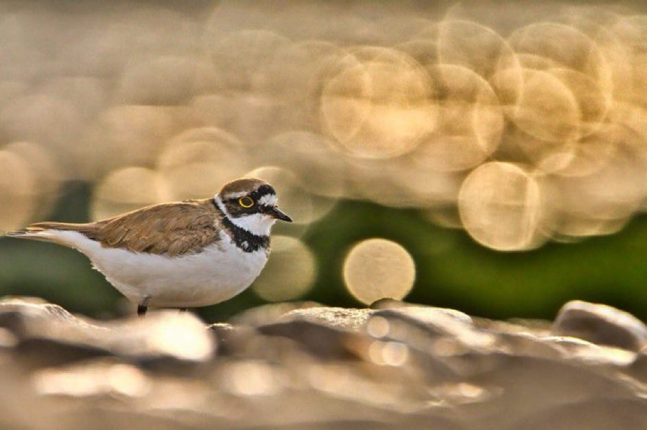 Time for another weekly “Shutter Spotlight” where I spotlight a photographer to help them gain more exposure. ~~~~~~~~~~ By: @BirderBro Theme: bokeh backgrounds ~~~~~~~~~~ Share a picture with bokeh backgrounds. I’ll retweet/repost all! Please repost and retweet.