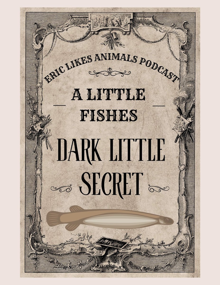 eric_animals's tweet photo. My finale spooky episode of the season is out now! A Little Fishes Dark Little Secret features three new environmental news stories along with the creature feature the candiru! Available on most podcast platforms!

https://t.co/taxNx53WAr
#spooky #fish #nature #podcast https://t.co/5bdFjgVXya