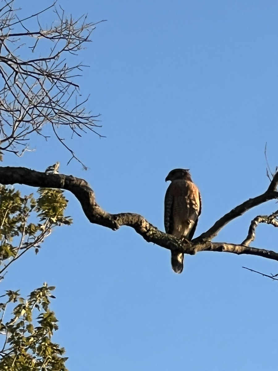 ElegnantCreate's tweet photo. //i found @WingedBrat22 in my backyard lol it’s a actual hawk a red shouldered hawk https://t.co/MxdQdEOVnm