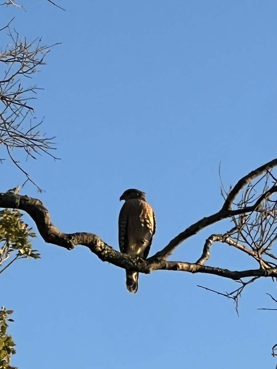 ElegnantCreate's tweet photo. //i found @WingedBrat22 in my backyard lol it’s a actual hawk a red shouldered hawk https://t.co/MxdQdEOVnm