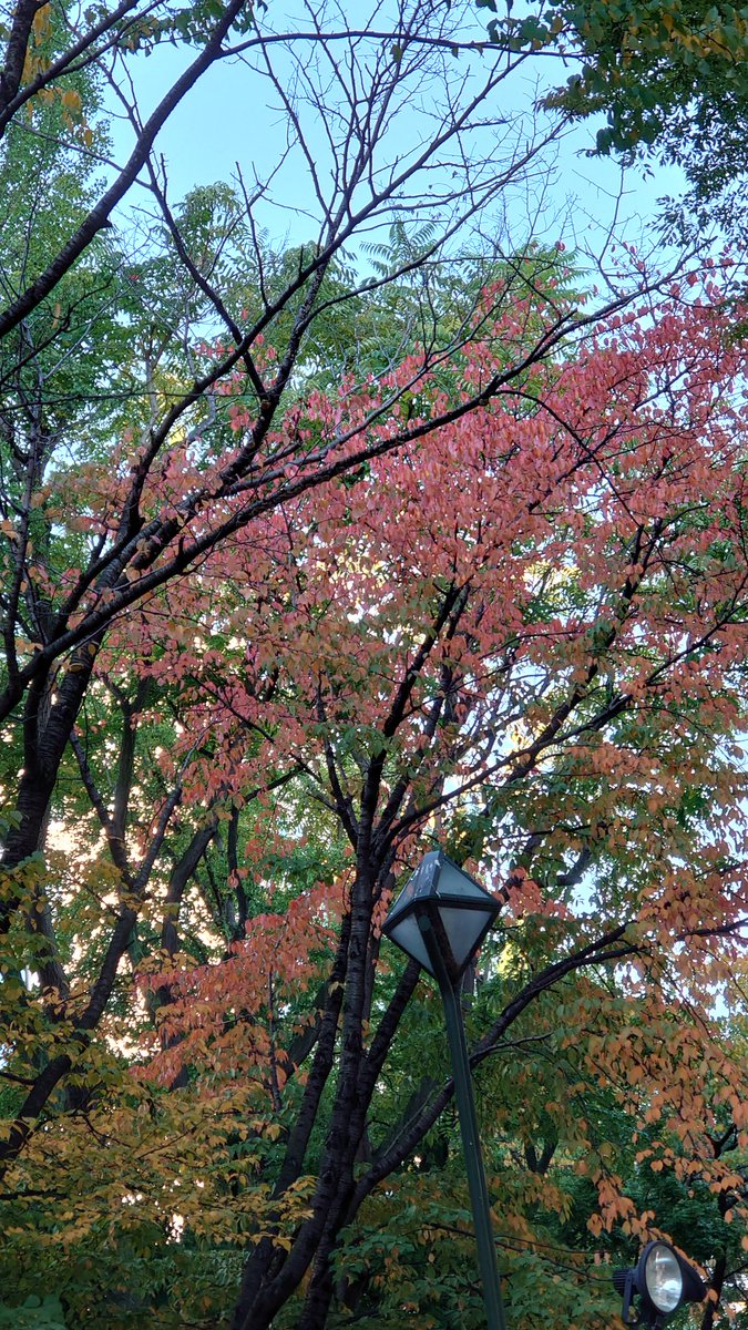 granite_22's tweet photo. 2日ぶりの良いお天気！
🌿も色付きはじめました。 https://t.co/X3MBHvqTGE