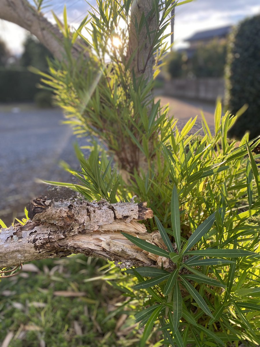 昨日の強風で木の枝が折れてました🌪️