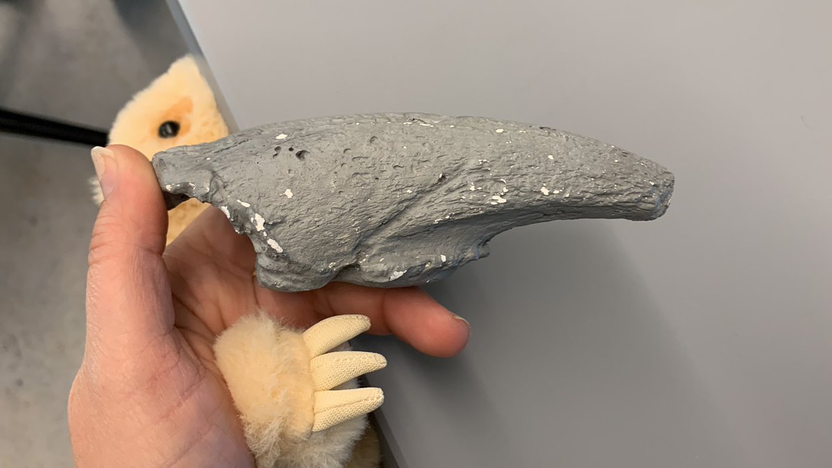 Dr. Win (@paleowin) on Twitter photo It’s #InternationalSlothDay and #FossilFriday!!! While just a plaster cast of a sloth claw (the distal phalanx, or the bone part within the keratin claw sheath), I like this one because I made the mold and cast both from a <a href="/UO_MNCH/">Museum of Natural and Cultural History</a> #fossil from Oregon! It’s #InternationalSlothDay and #FossilFriday!!! While just a plaster cast of a sloth claw (the distal phalanx, or the bone part within the keratin claw sheath), I like this one because I made the mold and cast both from a <a href="/UO_MNCH/">Museum of Natural and Cultural History</a> #fossil from Oregon!