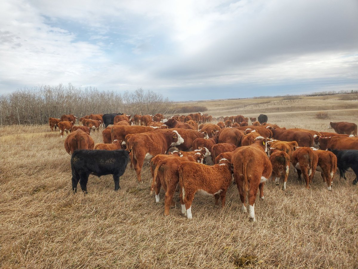 herefordcows's tweet photo. Our youngest & I moved our south pairs closer to home today. They're off to a ¼ of spring seeded Fall Rye. #fallryefanclub #shinyhappybovines #mayjunecalves #hereford #blameitonahereford #fallgrazing https://t.co/gQ3ZE0tSc1