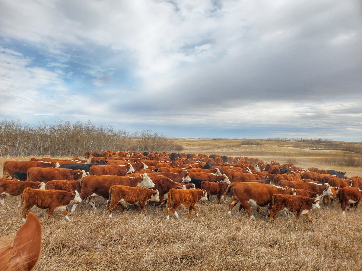 herefordcows's tweet photo. Our youngest & I moved our south pairs closer to home today. They're off to a ¼ of spring seeded Fall Rye. #fallryefanclub #shinyhappybovines #mayjunecalves #hereford #blameitonahereford #fallgrazing https://t.co/gQ3ZE0tSc1