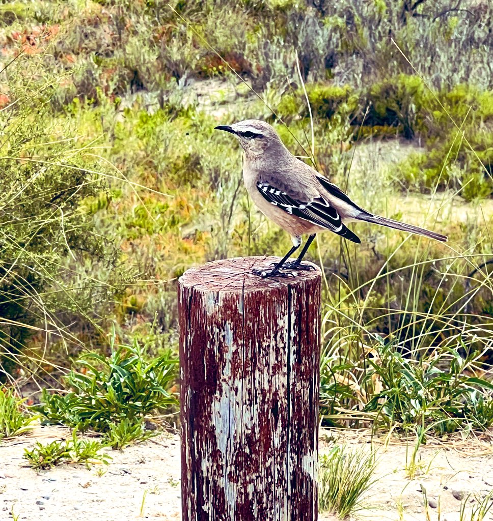 ESQUIREMATT's tweet image. Patagonian Mockingbird , #PeninsulaValdes, #UNESCO Argentina, #BirdsOfTwitter #birds