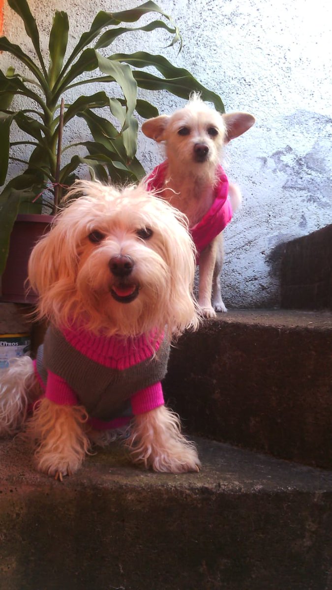 GuadalupeOrive's tweet image. Simplemente...¡son un hermoso regalo de Dios!. #AmigoQueNoMiente