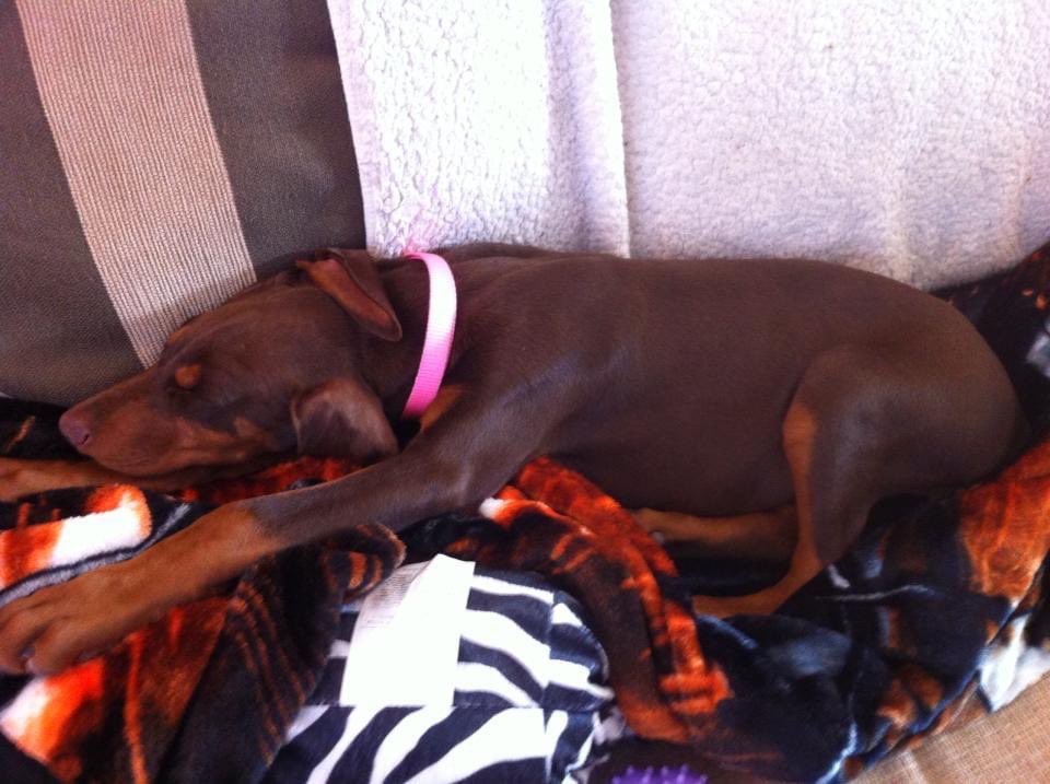 Aaron Leming tweet media