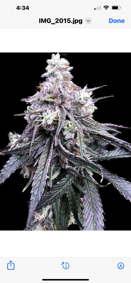 Friday freshie,Cherry Zurple Swirl ,  Zurple Punch x Kootenay Gold Genetics'  Black Cherry Jelly. Sour Grape, cherries, and a fuel injection Amazing drift amongst the phenotypes. Bright green through white Trichrome caked purple to almost black. Thc levels from 24-28%⛽️🍒🔥💚

￼