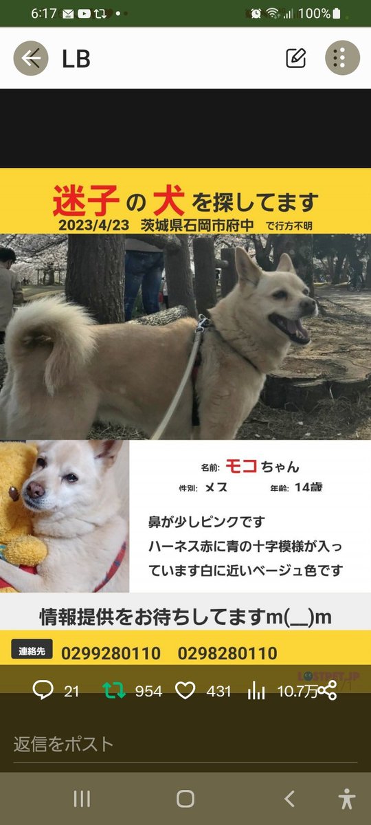 #茨城県 　#かすみがうら市　#わかぐり運動公園　#カスミ　#ツルハ　見かけた方いませんか？保護して下さっている方いませんか？