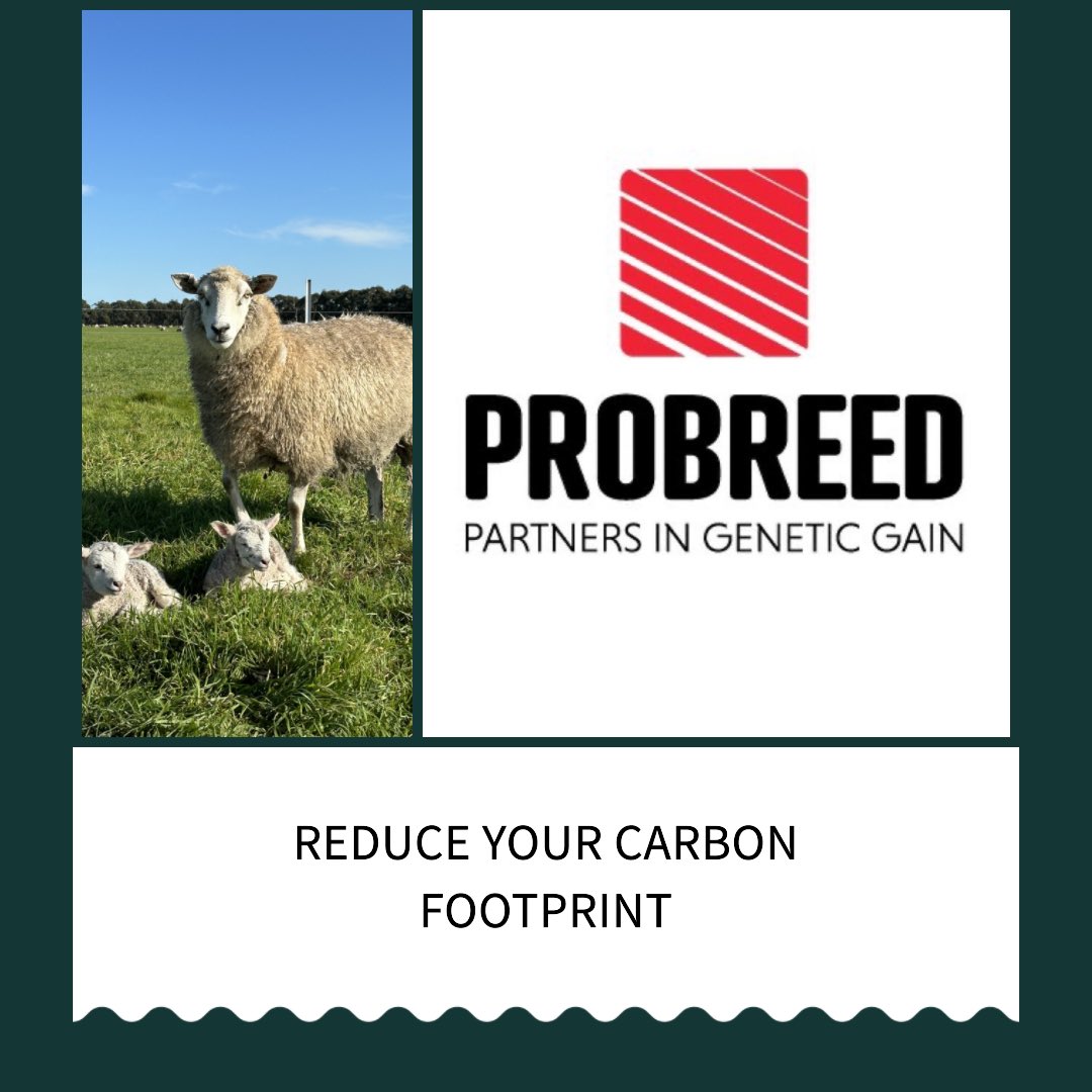 ProBreed's tweet photo. A young ProBreed Plus ewe  - Moderate Adult Weight - Low 20 Micron Wool - High Reproduction Rate #maternalefficiency #carbonefficiency #probreedplus #probreed #primelambs #livestockaustralia #agchatoz #livestock https://t.co/1OuoLJN7vs