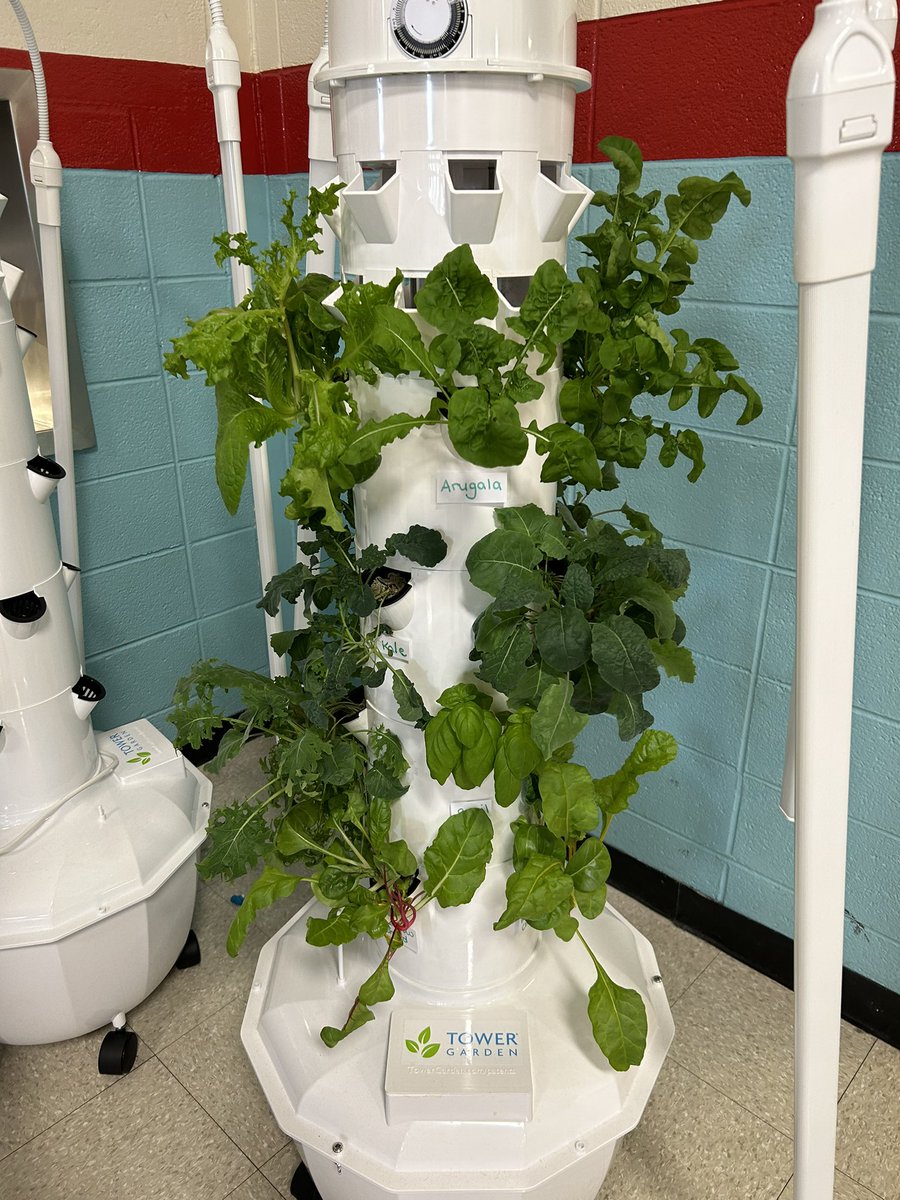 MrsSchrum's tweet photo. Today was taste test day in 4th grade. We sampled home grown lettuce from our Hydroponic Tower. Thank you @SJ_Schools and @PSEGdelivers for making this possible! #GreenTeamInitiative @techedteachr @KWolffFRSD @BarleySheafFRSD @FlemRarSchools https://t.co/JdlO2maD1o