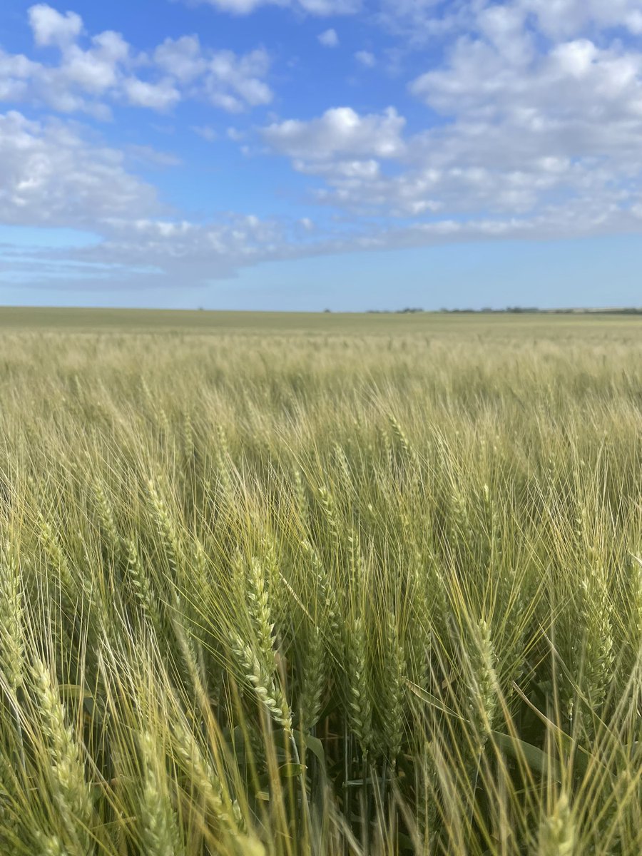 Arazá, nuevo lanzamiento, peeediiilloooo!! 🌾