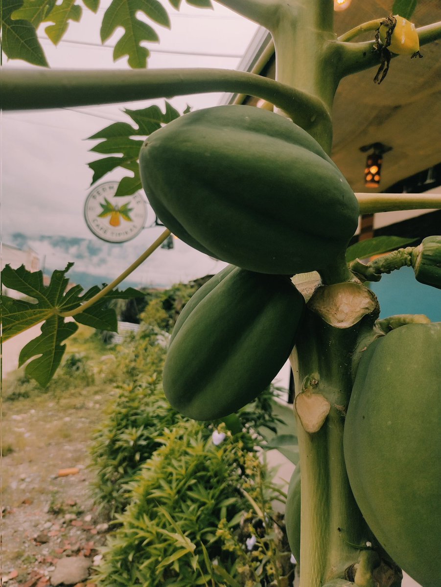 DannyCorrea25's tweet photo. It is a cafeteria where we are responsible for the environment and preserve the life of plants and people by producing and extracting our drinks.🍒🌿☕ @WalterVillacis_ #flores #vida #plantas #cafe #amazonia #yantzaza https://t.co/NuQmNjDUHA