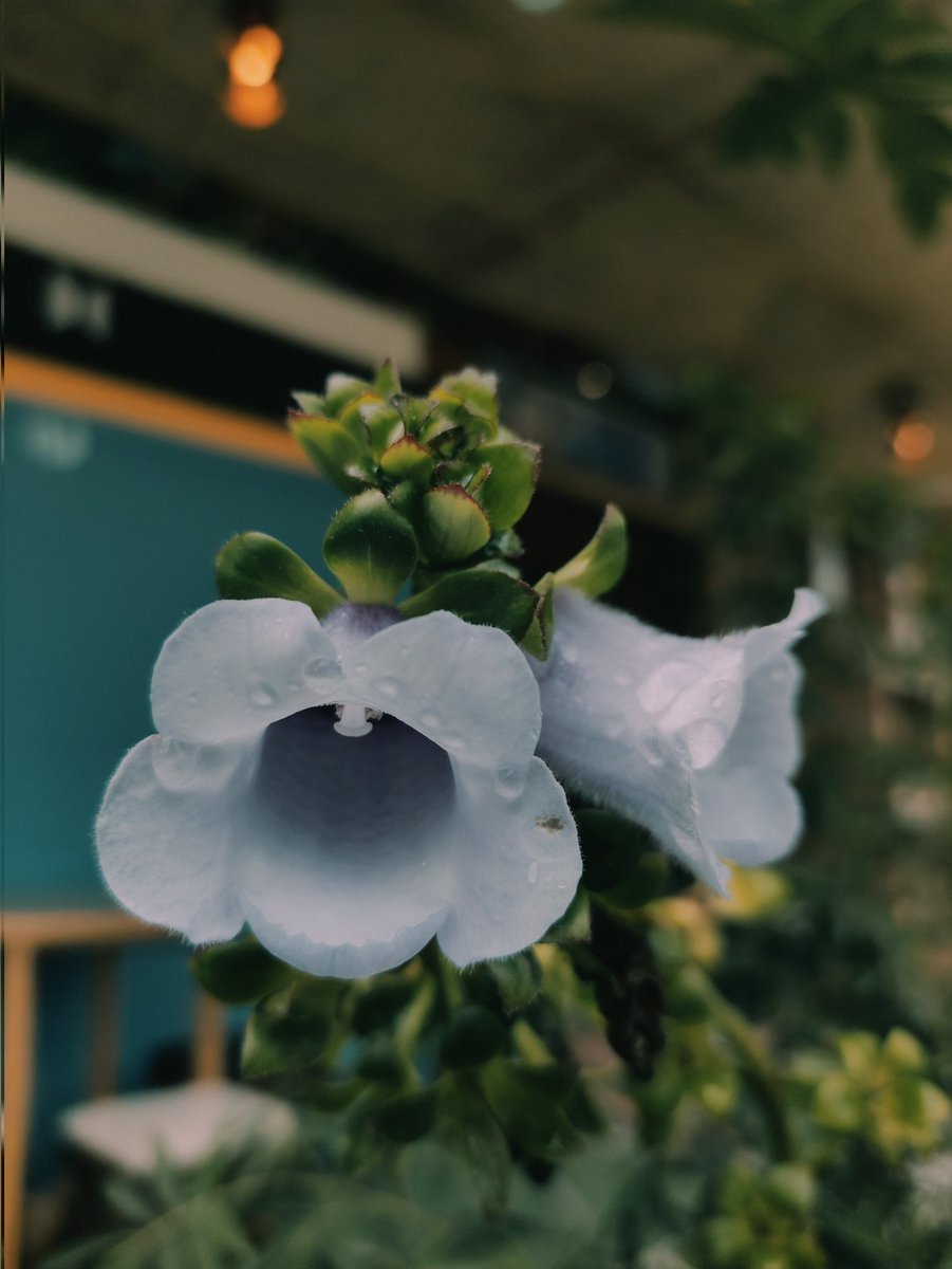 DannyCorrea25's tweet photo. It is a cafeteria where we are responsible for the environment and preserve the life of plants and people by producing and extracting our drinks.🍒🌿☕ @WalterVillacis_ #flores #vida #plantas #cafe #amazonia #yantzaza https://t.co/NuQmNjDUHA