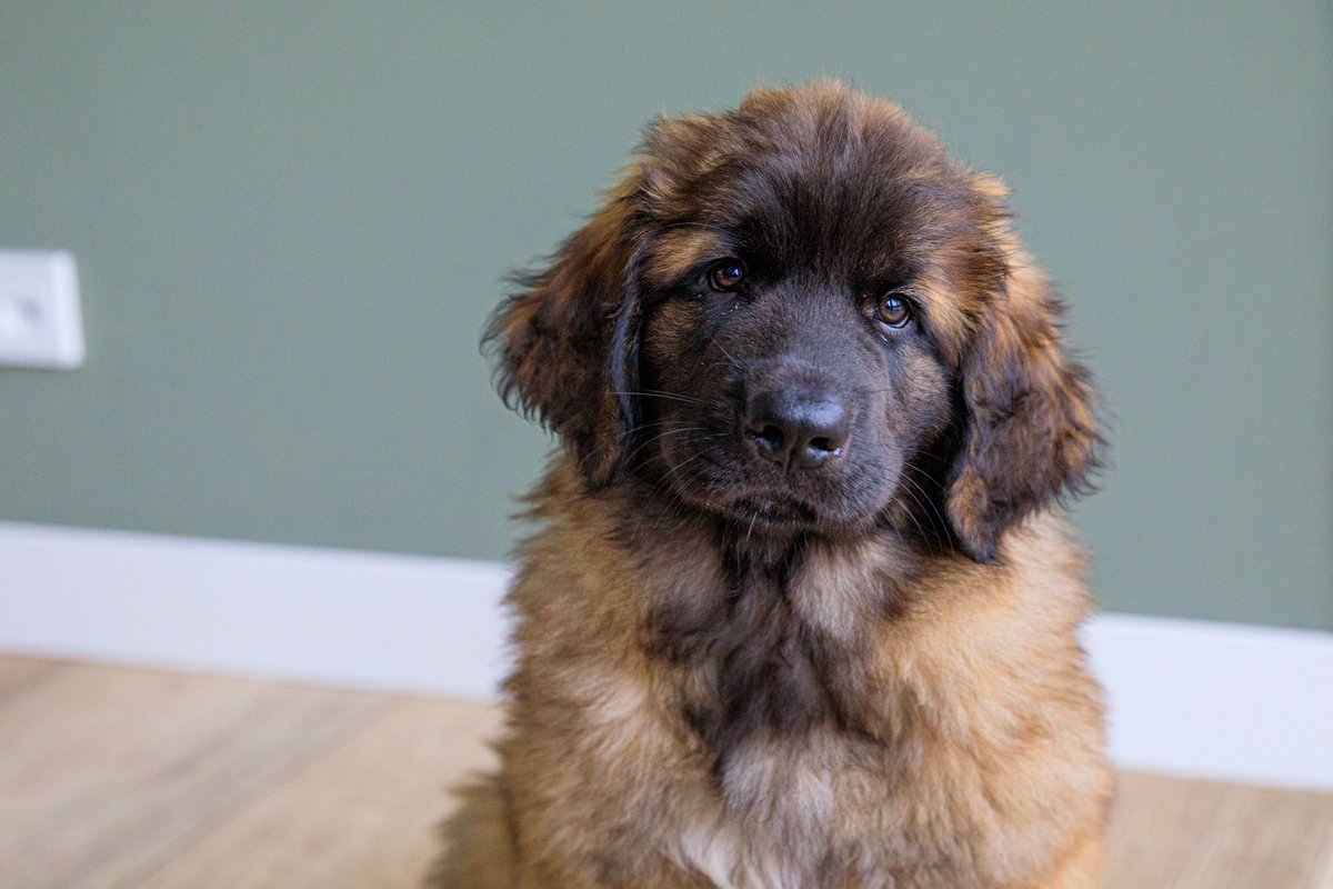 Puppy knuffelen is het beste medicijn voor alles ❤️ (nee geen eigen pup, wel een nieuw vriendinnetje op afstand voor mijn Boaz)