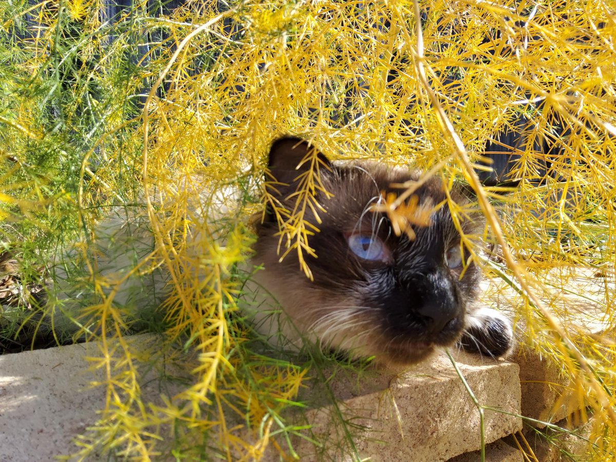 #PhotoChallenge2023October 
Day 20: #GOLD
The asparagus turns a beautiful golden colour in the Autumn. 🍂🍁 #CatsOfTwitter #chilltent