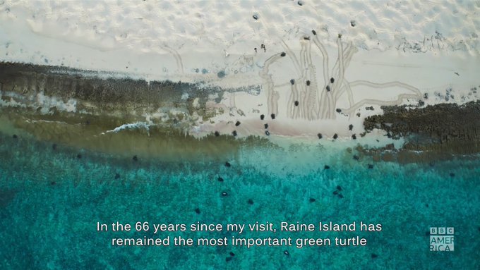Raine Island is the most important green turtle nesting site on the planet, but rising temperatures threaten<a href="/tag/planetearth3"class="tags"><span>#planetearth3</span></a>