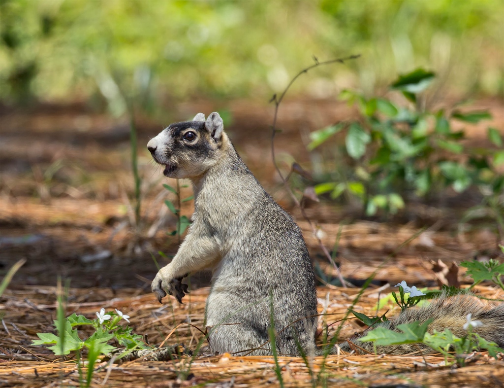The Jones Center at Ichauway tweet media