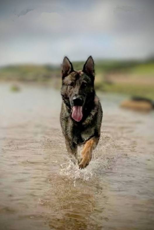 PSOSDogs's tweet image. #PDChase lived up to his name last night near Airth when the driver of a stolen car,    was pursued, abandoned it &amp;amp; then ran off. #S319 released him to chase down the suspect. Luckily the suspect stopped when was told to &amp;amp; Chase guarded him until he was arrested. 

#PawsomeJob