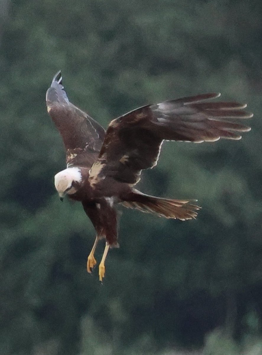 Marsh Harrier at Catcott marsh's today.
