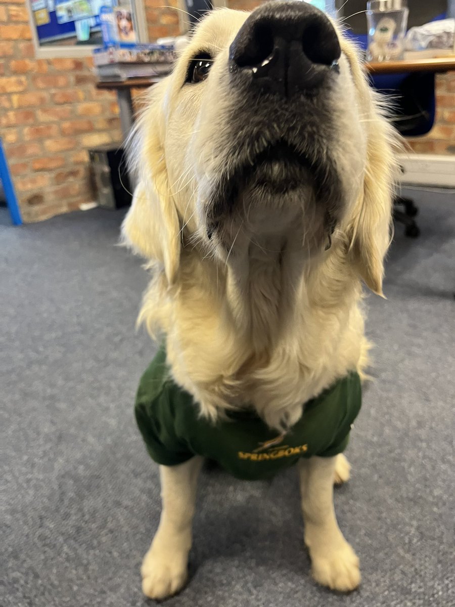 abigailfuller99's tweet photo. Bok Friday with Archie - go Bokke! Supporting you all the way 🥳 @Springboks @RassieRugby @SpringboksFans #Springboks #BokFriday https://t.co/7CqUP5FbEg