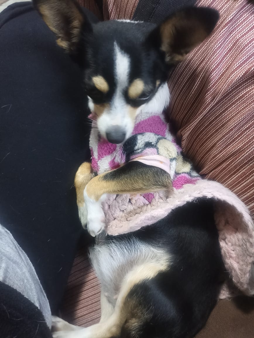abicapi38's tweet photo. #amigoquenomiente presiosa presumiendo pancita 🐾🐾🐾 https://t.co/vvOPOf1ncV