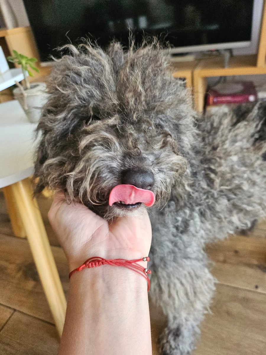 santaramonapro1's tweet photo. Así los tenían. Fuimos a buscarlos. Así están ahora, recuperándose con amor. Sin tránsitos no se puede rescatar. Por favor, considerá transitar a un perrito, es por el tiempo que puedas, todos sus gastos pagos. Hacé la diferencia. Salvá una vida. https://t.co/lhqdfl5P43