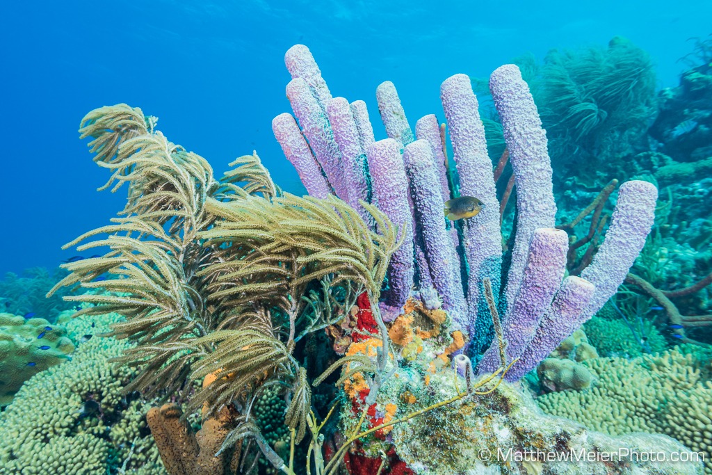 Buddy Dive tweet media