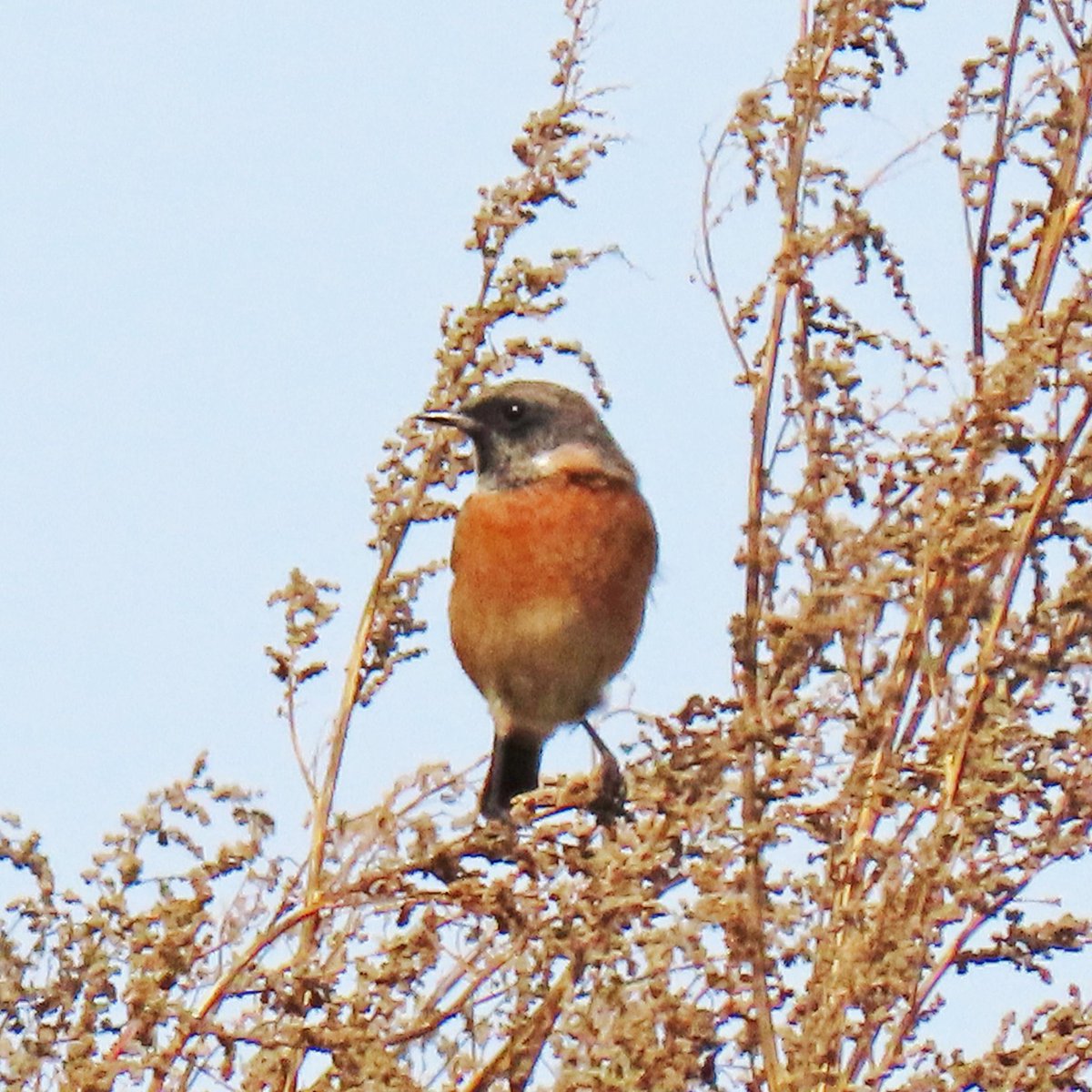 Vogels6's tweet photo. #BirdsSeenin2023

#ROODBORSTTAPUIT

Gezien 25-09-2023 in een natuurgebied noordelijk van Maastricht.

@vogelnieuws @waarneming @sovon @Britnatureguide 

#Saxicola_rubicola #European_Stonechat https://t.co/RuuZjq7KgT