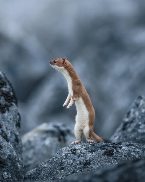 daily stoat! tweet media
