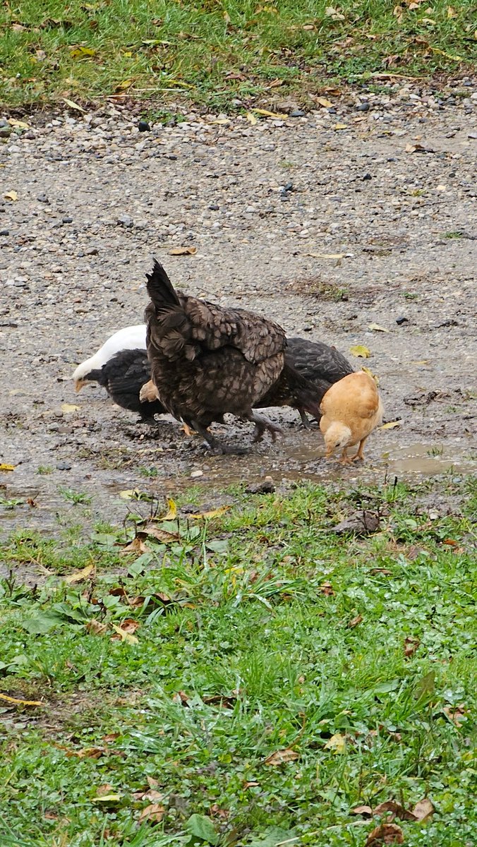 PrattFamilyHome's tweet photo. Mama has her babies out in the rain foraging ... in the driveway. They really like the driveway for some reason.
( not great pics )
#chicken #homestead #chick #mama #hen #mamahen #animals #FridayFeeling https://t.co/xpBEushjGO