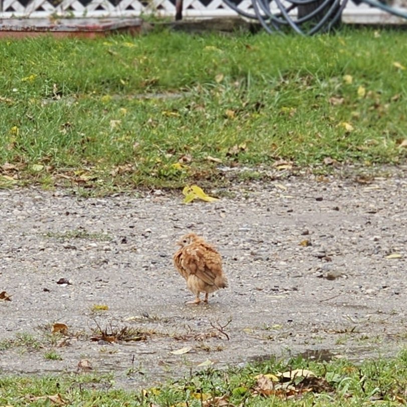 PrattFamilyHome's tweet photo. Mama has her babies out in the rain foraging ... in the driveway. They really like the driveway for some reason.
( not great pics )
#chicken #homestead #chick #mama #hen #mamahen #animals #FridayFeeling https://t.co/xpBEushjGO