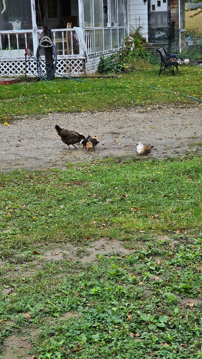 PrattFamilyHome's tweet photo. Mama has her babies out in the rain foraging ... in the driveway. They really like the driveway for some reason.
( not great pics )
#chicken #homestead #chick #mama #hen #mamahen #animals #FridayFeeling https://t.co/xpBEushjGO