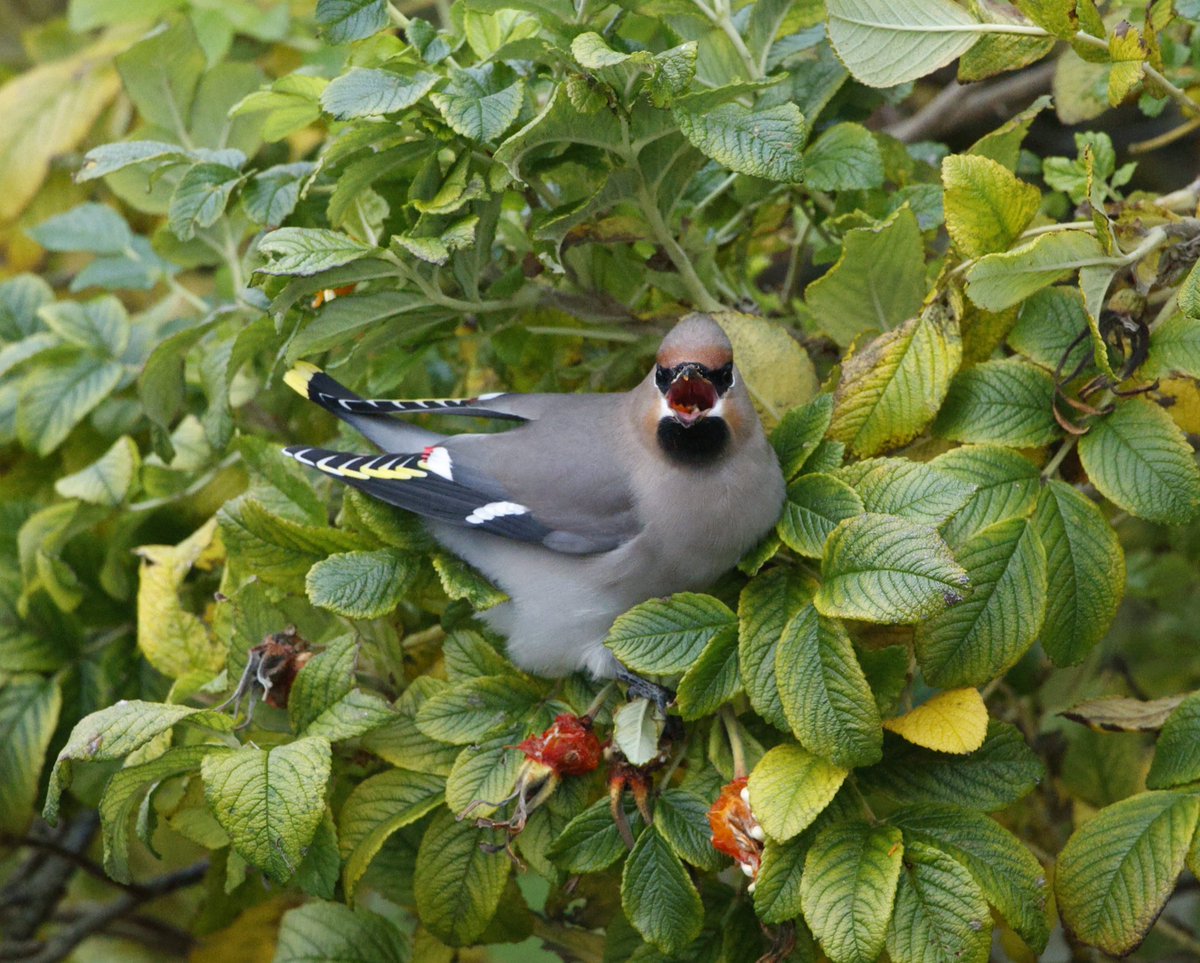 Another cracking morning from, and week at @bordanoostlodge, some great birds maintained the daily interest including adding waxwings to the garden list today! #shetland #unst