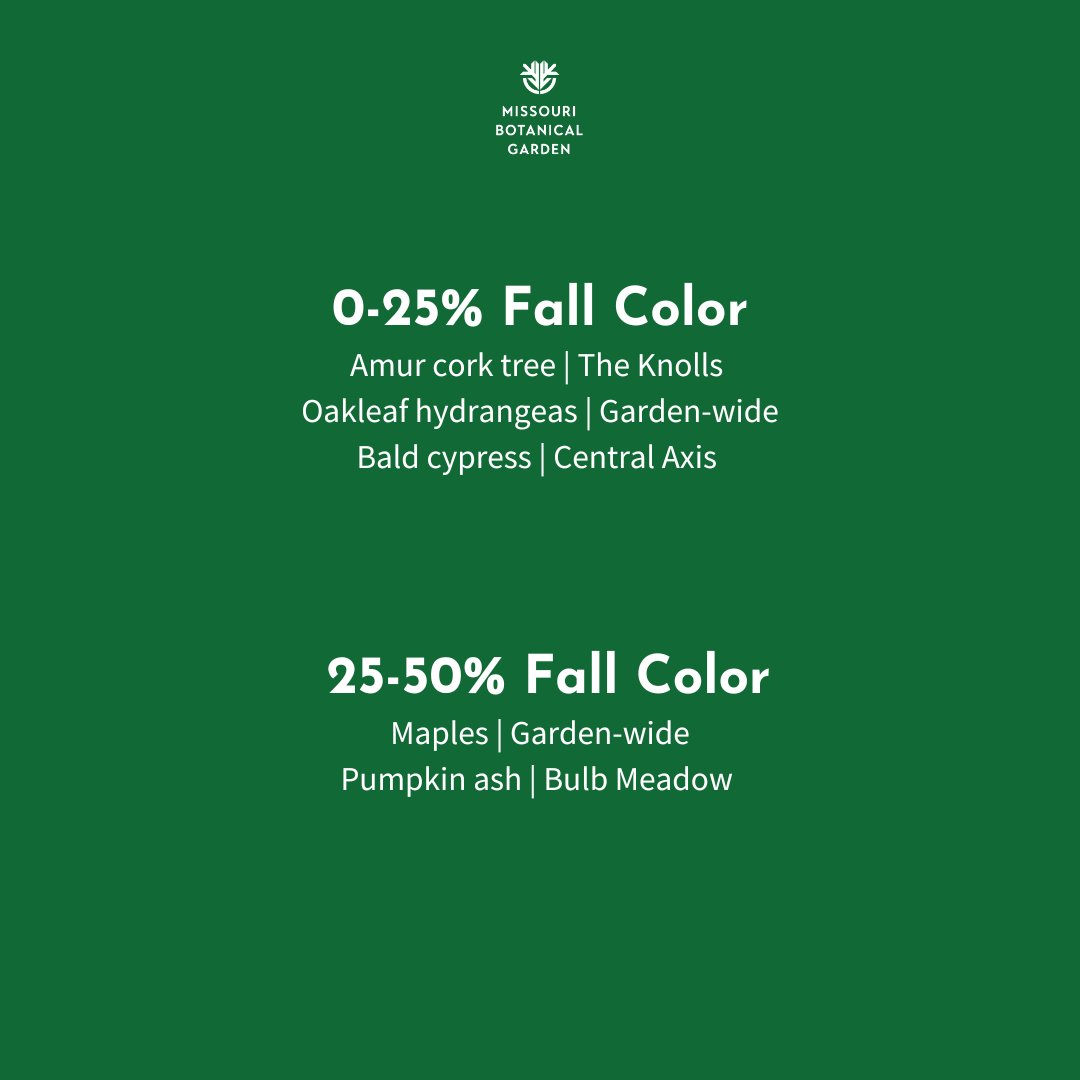 mobotgarden's tweet photo. Fall is finally upon us.ย ๐๐
Catch the Garden's fall foliage in live time with our fall report straight from our horticulturists at the Garden!
๐ธย Kent Burgess, Cassidy Moody
#FallReport2023 #FallReport https://t.co/pp0FAEl4Sc
