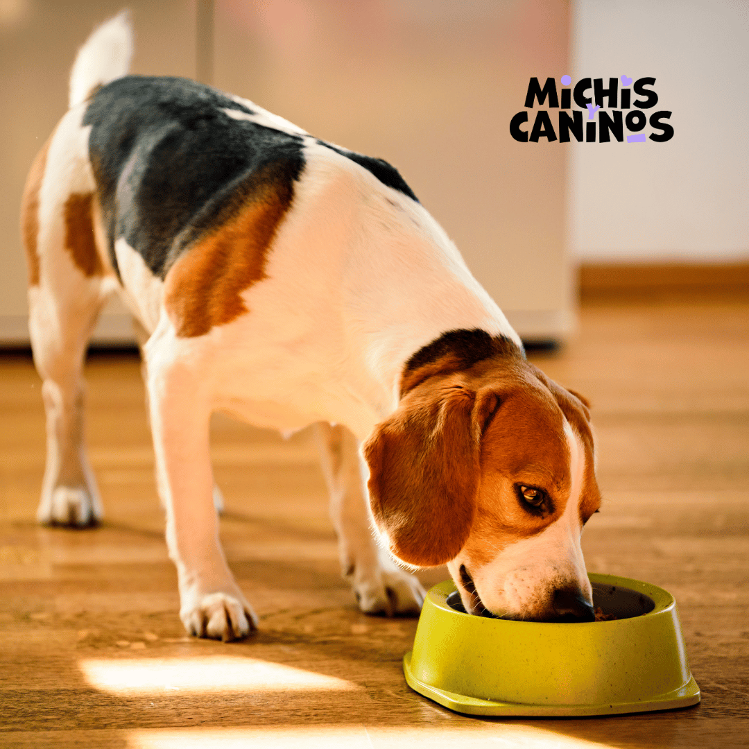 Michisycaninos's tweet photo. La dieta de su perro es algo más que sabrosos bocados; es un equilibrio de proteínas, grasas y nutrientes. Mímalos con comidas sanas con una mezcla de aceites vegetales, aceites especiales de pescado y proteínas de carne para una salud óptima
#MichisyCaninos | #PetSnack https://t.co/yyyz13Cglq