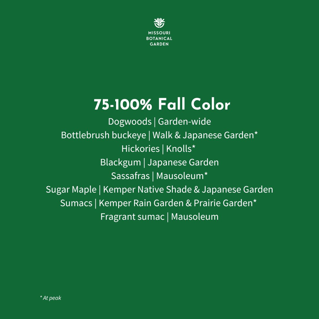 mobotgarden's tweet photo. Fall is finally upon us.ย ๐๐
Catch the Garden's fall foliage in live time with our fall report straight from our horticulturists at the Garden!
๐ธย Kent Burgess, Cassidy Moody
#FallReport2023 #FallReport https://t.co/pp0FAEl4Sc