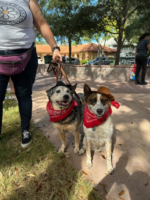 This past weekend, we PAWticipated in Walk for Whiskers, which the Humane Society of Pinellas was holding. It was a great event, and even better to see all the dogs, some even dressed in costumes! Which one was the best dressed!? #statefarm #goodneighbor #teamstuiso