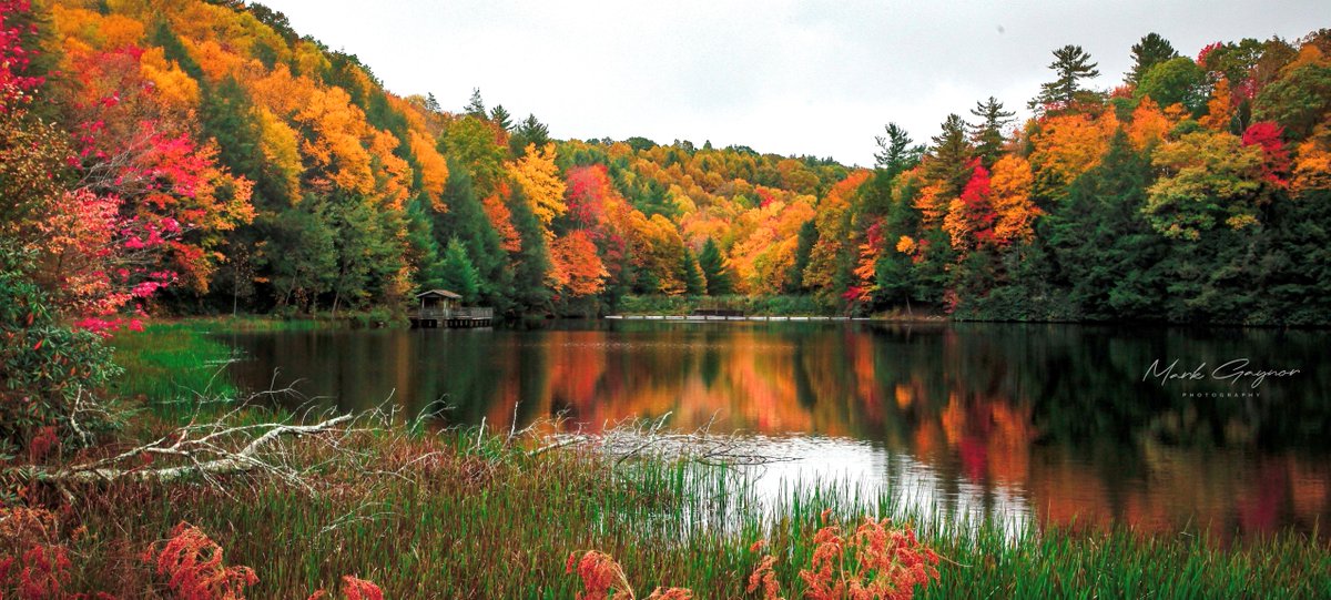 And by fall, we mean fall in love with this forest full of beauty. 

Fall colors at Beartree in Mount Rogers National Recreation Area, photograph courtesy of Mark Gaynor.