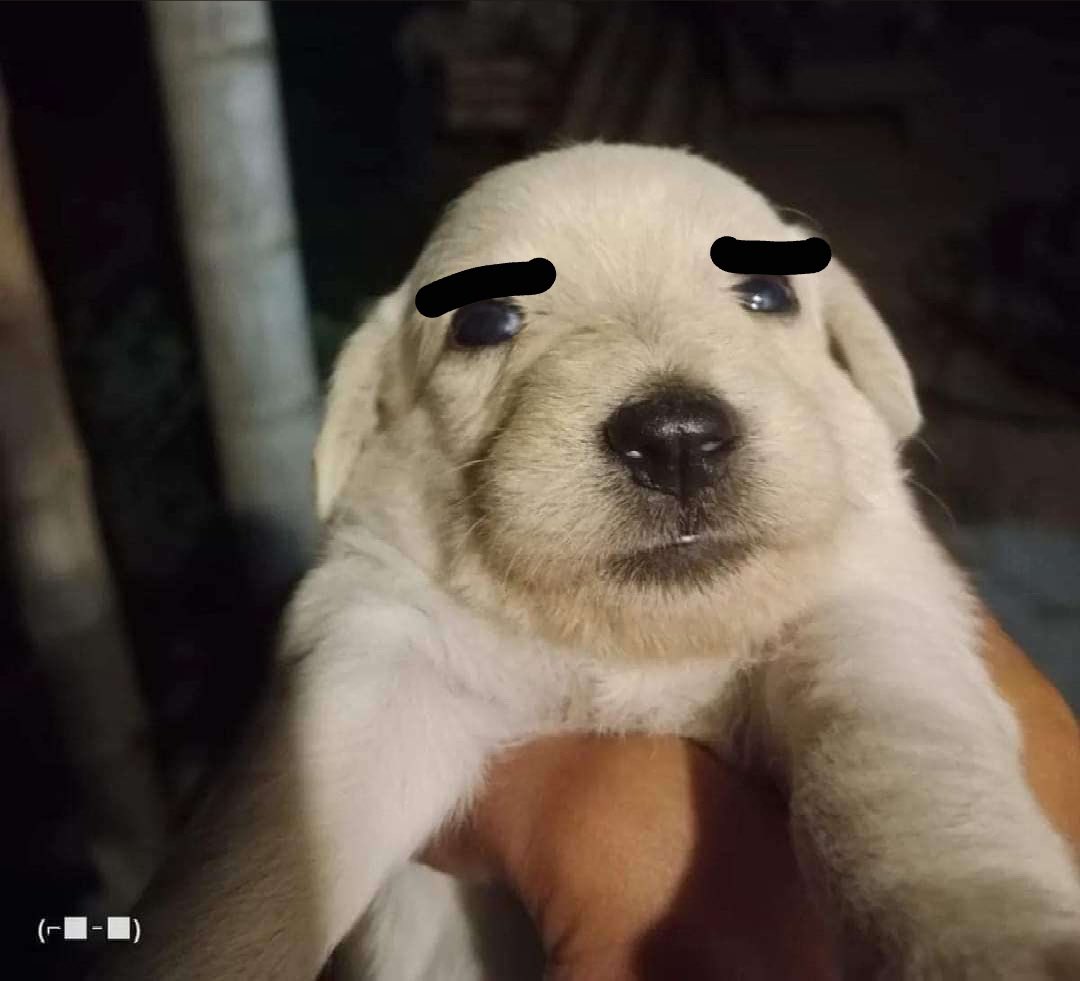 The way Chase looks at you when you don’t hold his hand in public.