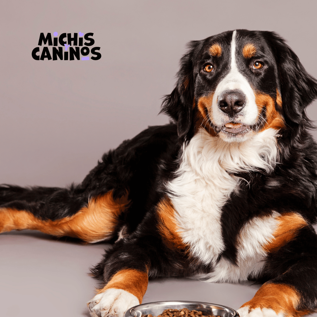Michisycaninos's tweet photo. Deleite a su amigo peludo con una comida gourmet en casa 🐾 Pruebe a preparar golosinas caseras para perros, saludables y adaptadas a los gustos de su mascota. ¿Qué tal unas apetitosas galletas BBQ?
#HomemadeDogTreats | #MichisyCaninos | #PetSnack https://t.co/yq3rXiESCf