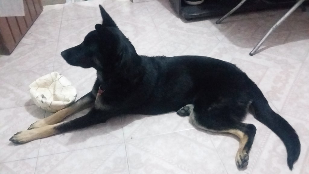 Son los seres animales que tienen mucho amor que dar a sus amos