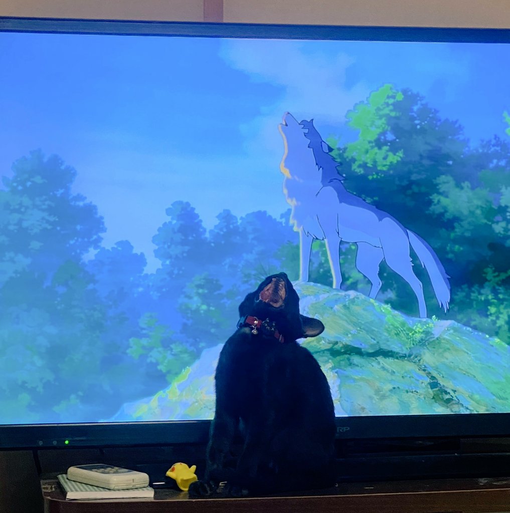 sasadangow's tweet photo. 遠吠えじゃなくて、ただのアクビ٩(  ⌯᷄Д⌯᷅  )۶ https://t.co/BwM0RYwOSa
